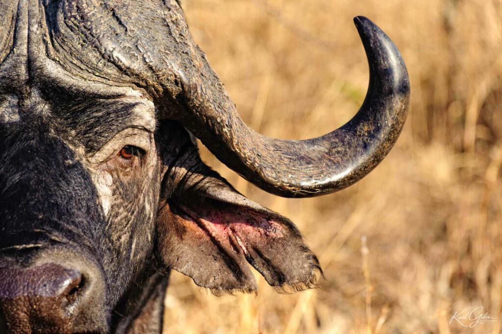 Afrikaanse buffel, tijdens de fotoreis safari in Afrika