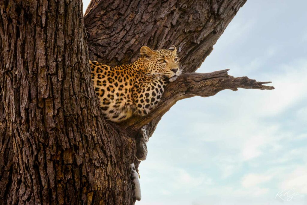 Een fotosafari door Afrika is pas compleet als je een luipaard spot
