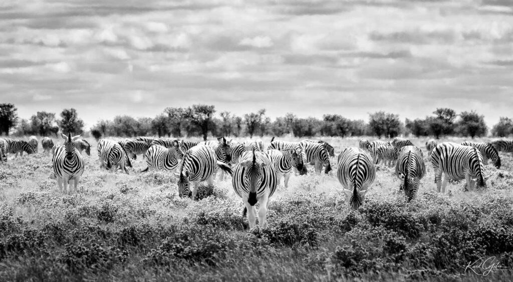 Fotografiereis naar Afrika, zebra's
