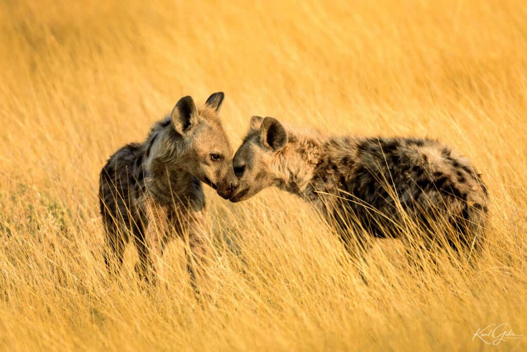 Fotografiereis voor beginners Afrika, jonge gevlekte hyena's