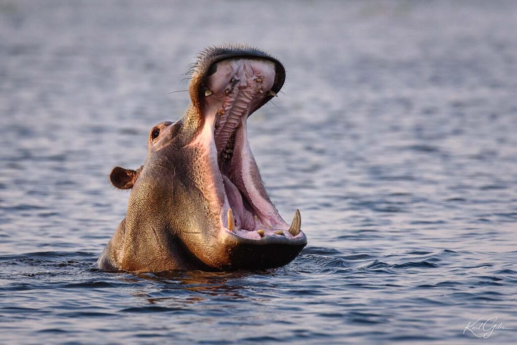 Nijlpaard, tijdens de fotografiereis door Namibië, Caprivi