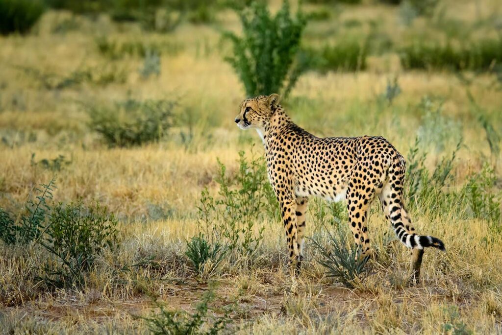 Cheetah, op de fotografiereis Namibië, Okonjima