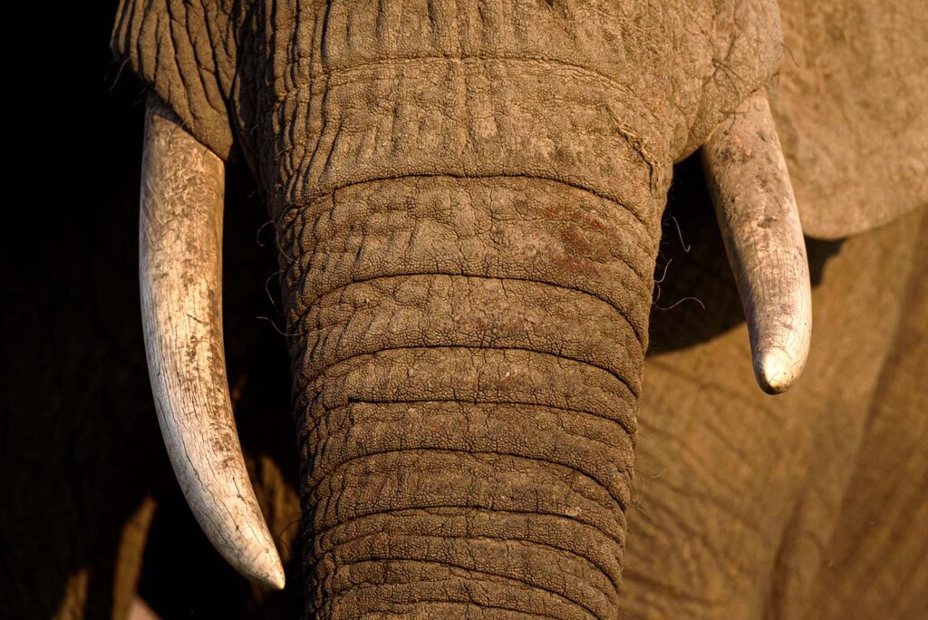 Tijdens de fotografiereis in Chobe, Bptswana