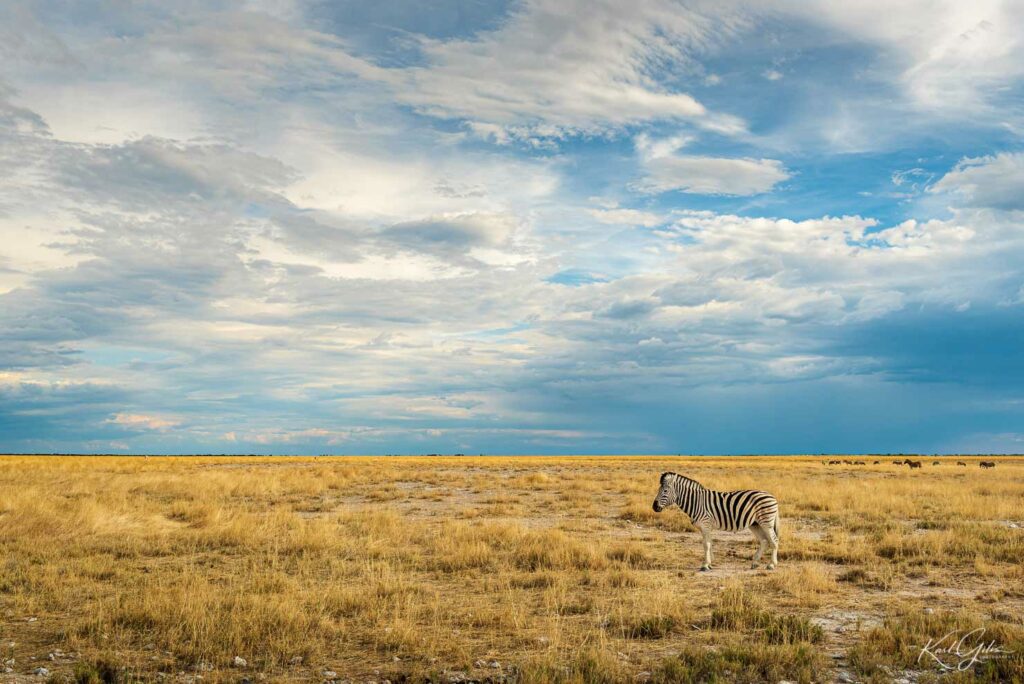 Fotografiereis Namibië, zebra in Etosha