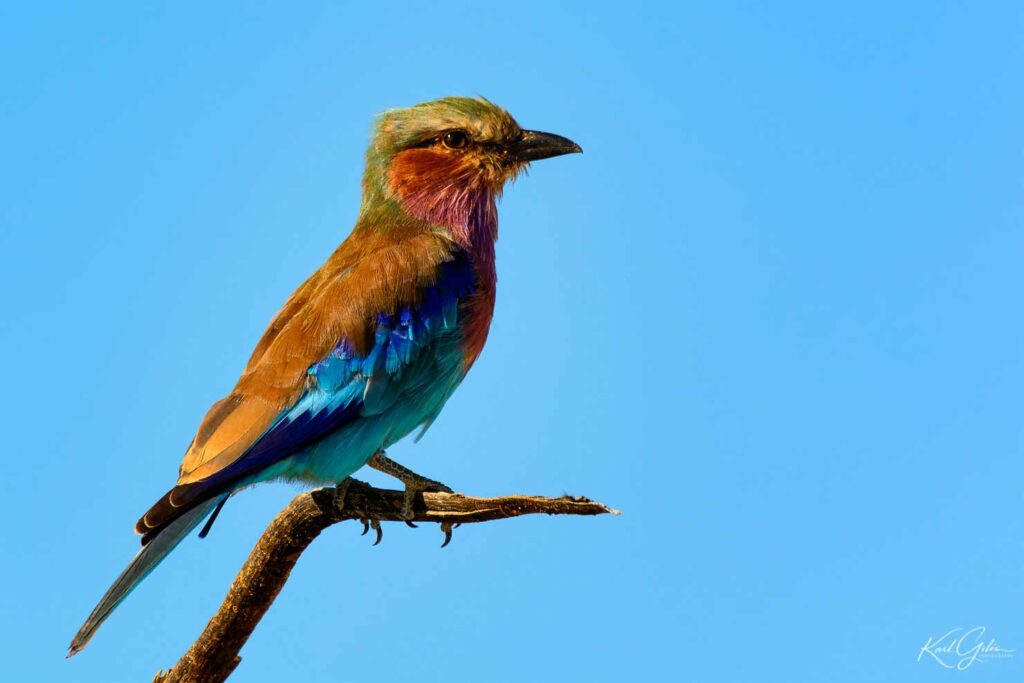 Fotografiereis Namibië met aandacht voor vogels