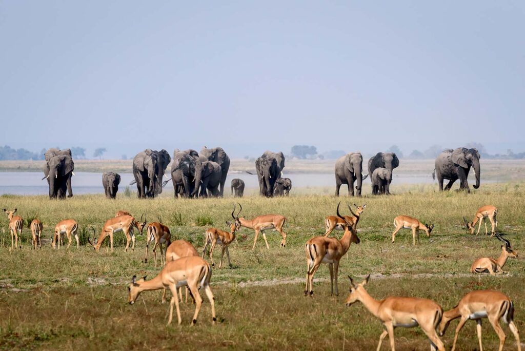 Tijdens de fotoreis in Chobe, Botswana