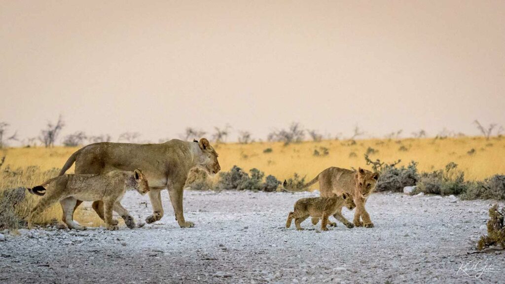 Fotoreis dieren in Afrika, familie leeuwen