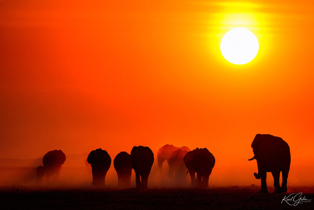 Olifanten in Etosha, tijdens de fotoreis Namibië