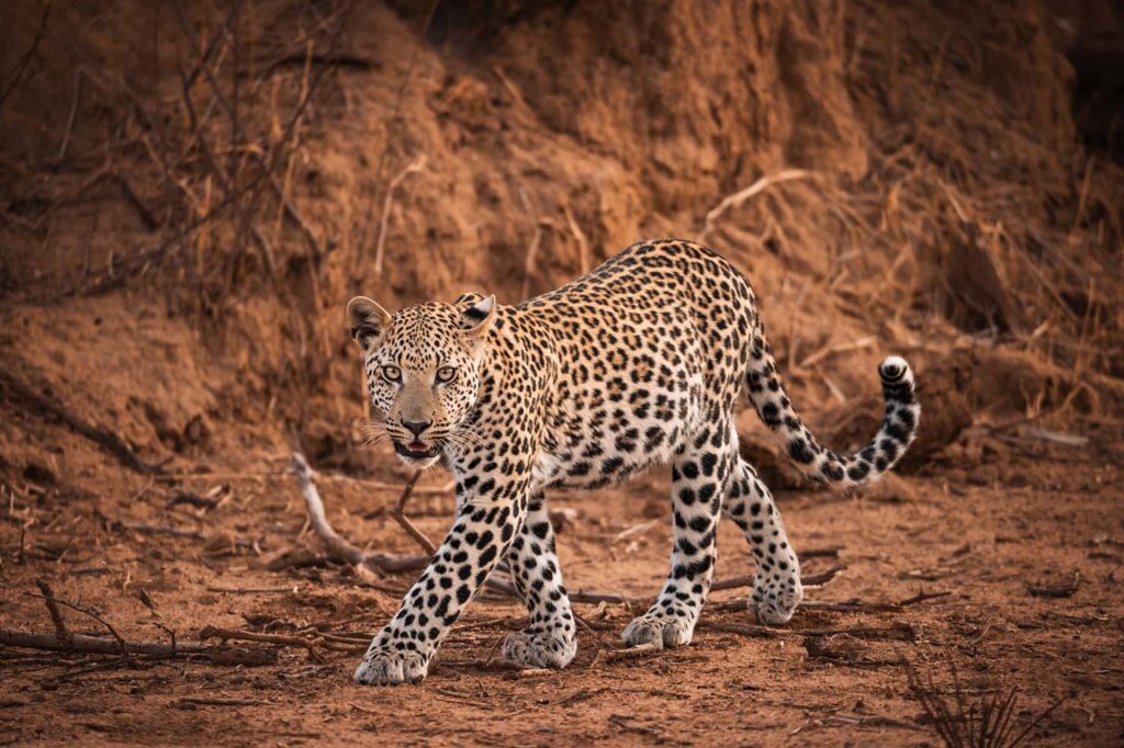 Luipaard, tijdens de fotoreis Namibië, Okonjima