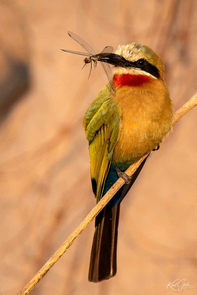 De fotoreis door Namibië focust ook op birds