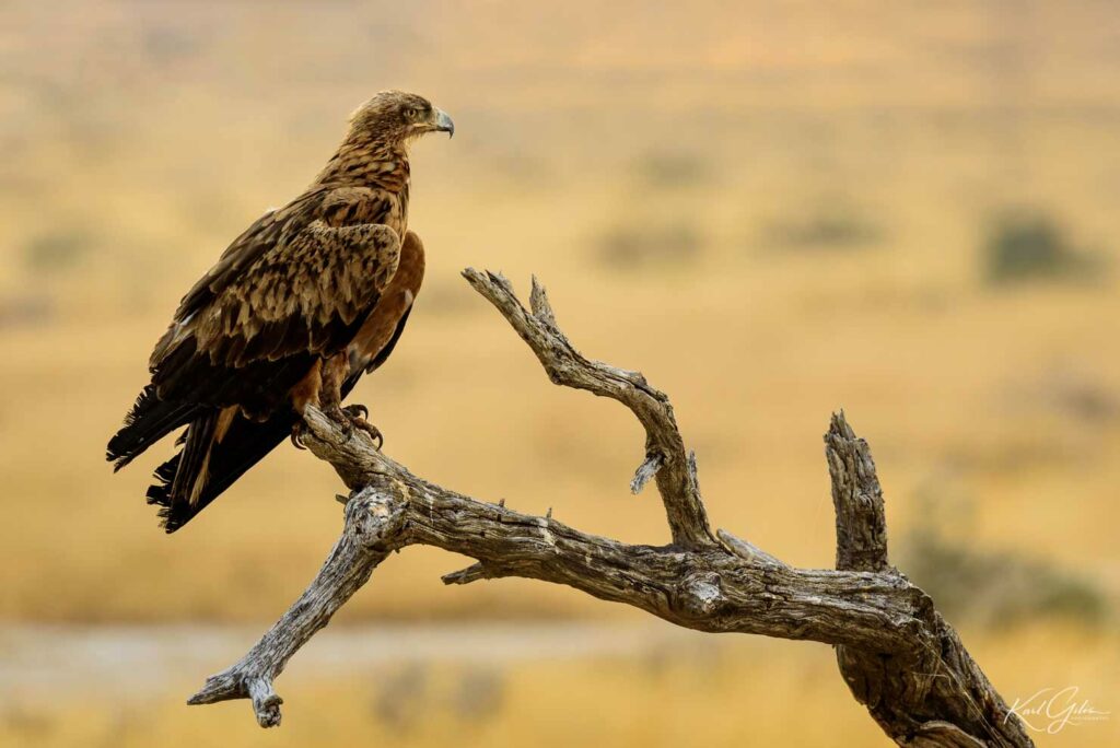 Fotoreis Namibië met focus op vogels en wildlife