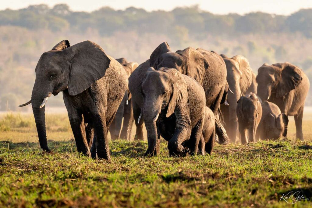 De fotoreis safari stopt in Chobe in Botswana