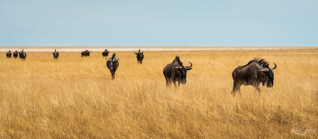 Fotoreizen naar Namibië, wildebeesten in Etosha
